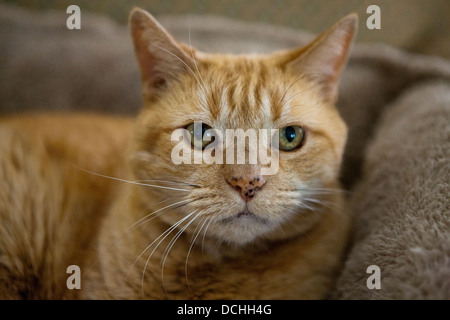 Portrait of an orange ginger domestic short hair Mackrel Tabby Cat (Felis catus). Stock Photo