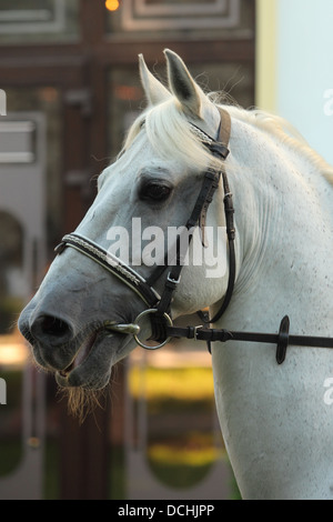 Pure Spanish Horse, PRE, Andalusian Horse Stock Photo