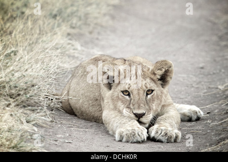 Young lion cub.Panthera leo Serengeti National Park . Tanzania Stock Photo