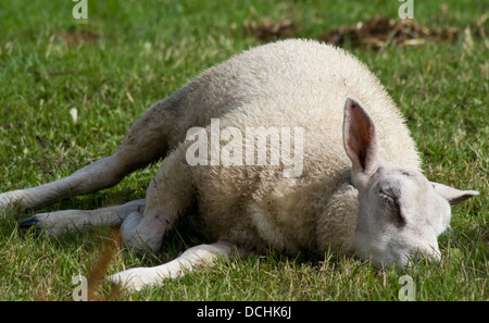 Sleeping Texel Sheep Stock Photo