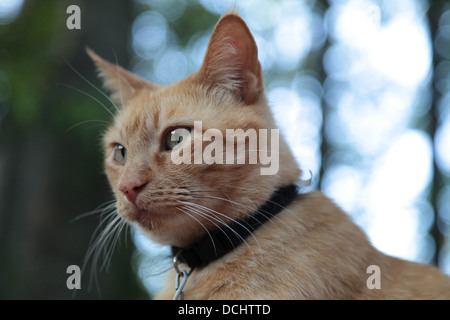 Golden cat wearing collar Stock Photo