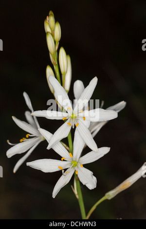 St Bernard´s Lily, Astlose Graslilie, Traubige Graslilie, Zaunlilie, Anthericum liliago Stock Photo