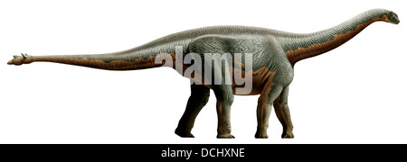 Shunosaurus, A Genus Of Sauropod Dinosaur From Middle Jurassic Stock ...