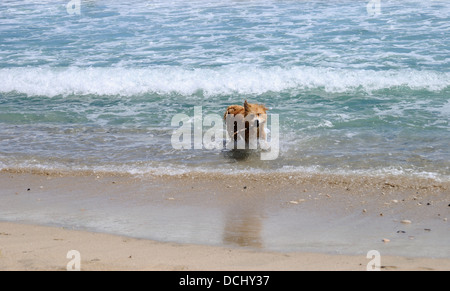Dog in the beach (Cala del Plomo, Almeria, Spain) Stock Photo