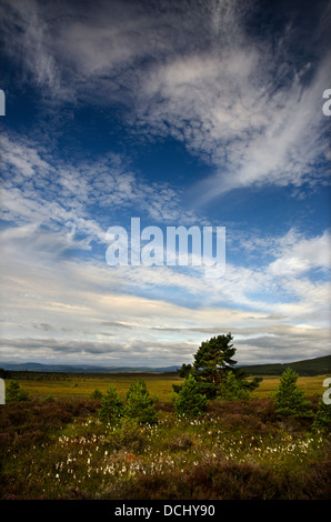 a stunning sky over heather moorland in the cairngorms national park scotland Stock Photo