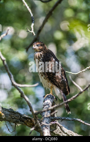 Sharp-shinned Hawk-Juvenile (Accipiter striatus) First year hawk perched near the nest. Vertical portrait. Attons Lake Park Stock Photo