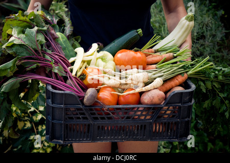 Holding crate with fresh vegetables Stock Photo