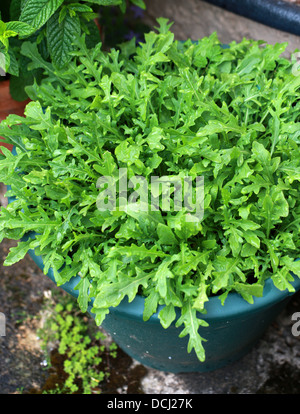 Young Shoots of Wild Rocket Growing in a Garden Tub. Aka. Perennial Wall Rocket, Sand Rocket, Lincoln's Weed, White Rocket. Stock Photo