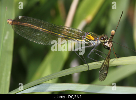 Detailed close-up of a female Banded Demoiselle (Calopteryx splendens) damselfly feeding on a prey she caught Stock Photo