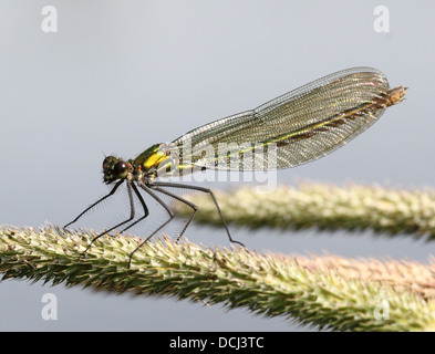 Detailed close-up of a female Banded Demoiselle (Calopteryx splendens) damselfly Stock Photo