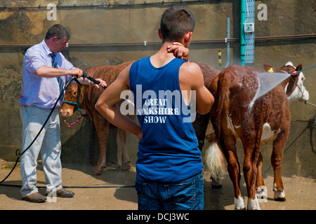 Farmer man washing cattle cows livestock wash washed cleaned at Great Yorkshire Show Harrogate North Yorkshire England UK United Kingdom Britain Stock Photo