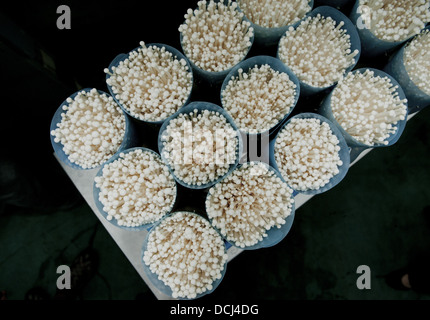 View of a package of Chinese lily mushrooms at the production facility of the Beijing Fuqin Mushroom Technology Company Ltd, on the southern outskirts of Beijing, China. © Olli Geibel Stock Photo