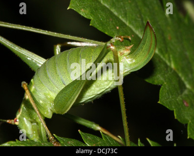 Close-up of a female Speckled bush-cricket (Leptophyes punctatissima) showing the ovipositor Stock Photo