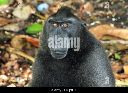 Portrait of a Black Macaque/Celebes Crested Macaque (Macaca Nigra), Tangkoko, Indonesia Stock Photo