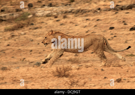 Juvenile Lion (Panthera Leo) Running, Ngorongoro Crater, Tanzania Stock Photo