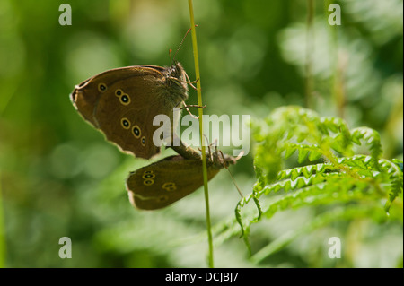 Ringlet butterflies mating Stock Photo