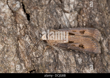 heart and dart moth, Ausrufungszeichen, Ausrufezeichen, Gemeine Graseule, Erdeule, Agrotis exclamationis Stock Photo