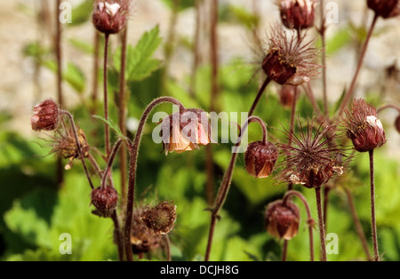 Indian Chocolate Root, Water Avens, Bach-Nelkenwurz, Bachnelkenwurz, Nelkenwurz, Geum rivale