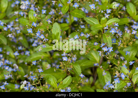 Brooklime, European speedwell, Water Pimpernel, Bachbunge, Bach-Ehrenpreis, Bachbungen-Ehrenpreis, Veronica beccabunga Stock Photo