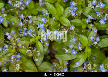 Brooklime, European speedwell, Water Pimpernel, Bachbunge, Bach-Ehrenpreis, Bachbungen-Ehrenpreis, Veronica beccabunga Stock Photo