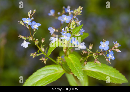 Brooklime, European speedwell, Water Pimpernel, Bachbunge, Bach-Ehrenpreis, Bachbungen-Ehrenpreis, Veronica beccabunga Stock Photo