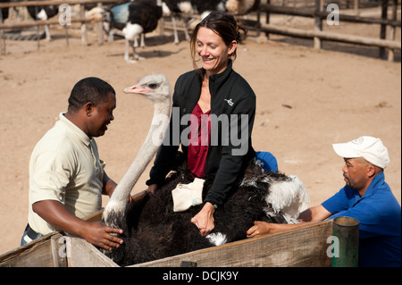 Tourist riding an ostrich in an ostrich farm, Oudtshoorn, South Africa Stock Photo