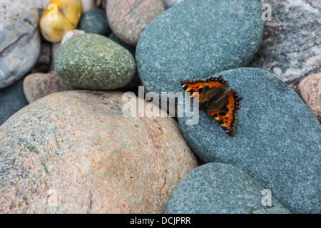 Butterfly on a Beach Murlough Bay County Antrim Northern Ireland Stock Photo