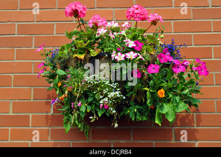 Hanging basket with bedding plants Stock Photo