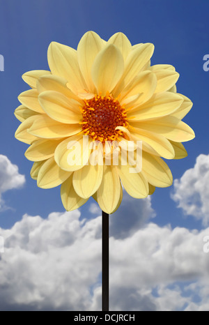 Dahlia Dahlietta cream Series flower with a blue sky and white clouds Stock Photo