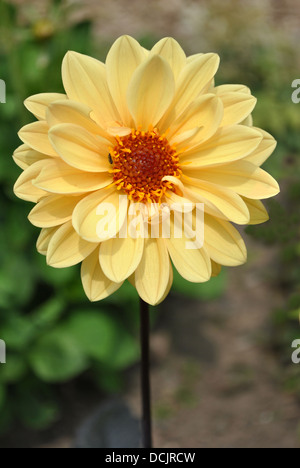 Dahlia Dahlietta Series Stock Photo