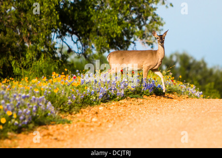 A deer came out of a wildflower field along a farm road in Hill Country, Texas. Stock Photo