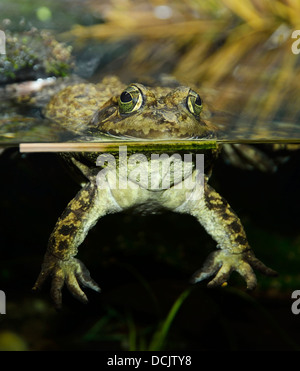 Tropical Green Frog In An Aquarium Stock Photo