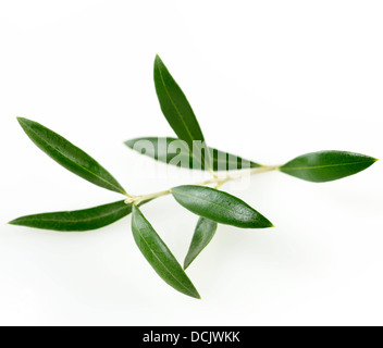 Green Olive Branch With Leaves On White Background Stock Photo