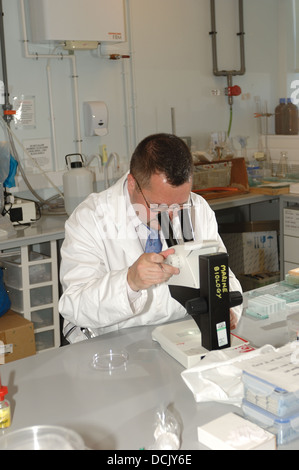 A scientist using a microscope to undertake micological research at Plymouth University Devon, England UK  Stock Photo