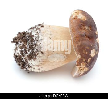 Boletus edulis aka porcino, isolated on white Stock Photo