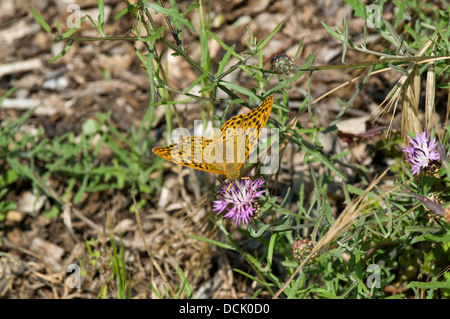A High Brown Fritillary  (Argynnis adippe) butterfly feeds on a thistle in a woodland area behind Notre Dame-de-Monts, France Stock Photo