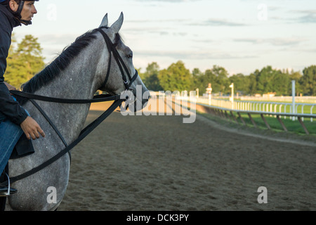 August 4, 2013. Saratoga Raceway, New York. Thoroughbred racing horses perform morning workouts at the Oklahoma Training Track. Stock Photo