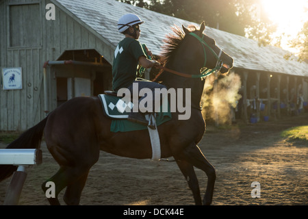 August 4, 2013. Saratoga Raceway, New York. Thoroughbred racing horse returns from morning workout at  Oklahoma Training Track. Stock Photo