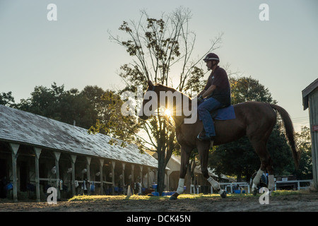August 4, 2013. Saratoga Raceway, New York. Thoroughbred racing horse returns from morning workout at  Oklahoma Training Track. Stock Photo