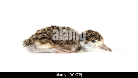 Spur winged plover chick photographed on a white background, digitally adjusted ready for easy cut-out Stock Photo