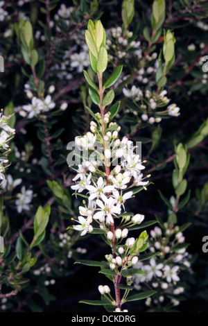 False Buchu / Kluitjieskraal - Agathosma ovata - Family Rutaceae Stock Photo