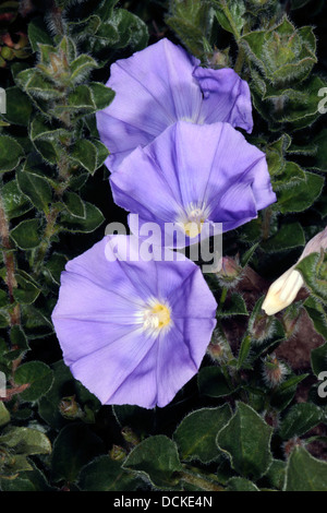 Close-up of Blue Rock Bindweed - Convolvulus sabatius - Family Convolvulaceae Stock Photo