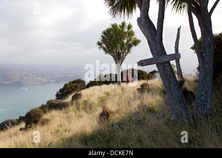 Banks Peninsula, South Island, New Zealand, hikers Stock Photo