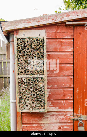 Nesting box made up of hollow wooden tubes for solitary bees and wasps on side of a garden shed. Stock Photo