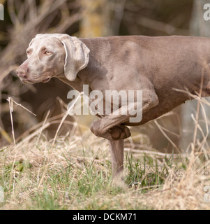 A Weimaraner dog; a Hunter Pointer Retriever (HPR) working gun dog coming 'on point' after finding a game bird Stock Photo