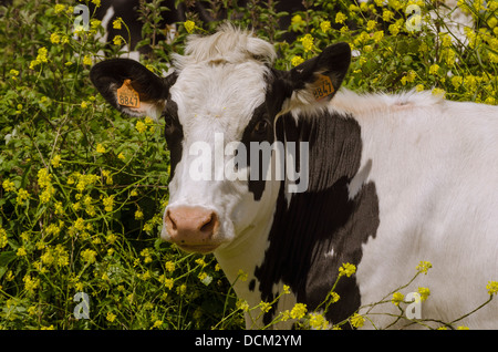 A black and white cow surrounded by yellow flowers. Stock Photo