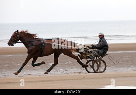 Harness racing, Sulky Racing, Horse Gig Racing, on the beach. Gypsy ...