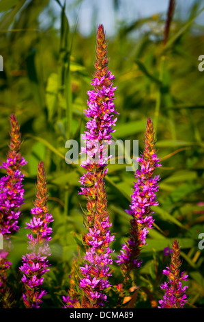 Purple Loosestrife Lythrum salicaria Stock Photo