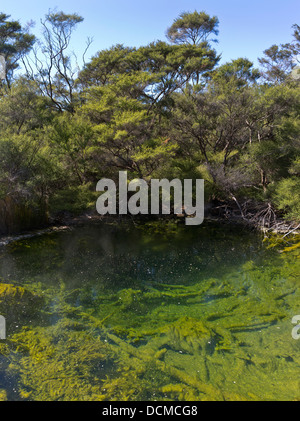 dh Tokaanu thermal walk TOKAANU NEW ZEALAND Recreation Reserve thermal pool mineral pools clear water Stock Photo