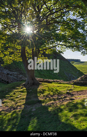 Sycamore Gap near Milecastle 39, between Steel Rigg and Housesteads, on Hadrian's Wall, Northumberland National Park, England Stock Photo